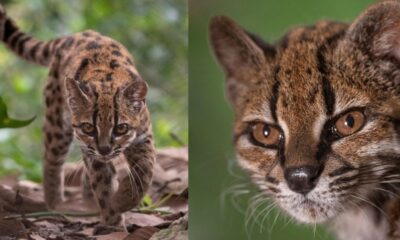 Scientists Just Found a New Cat Species in Bolivia After a Century of Looking